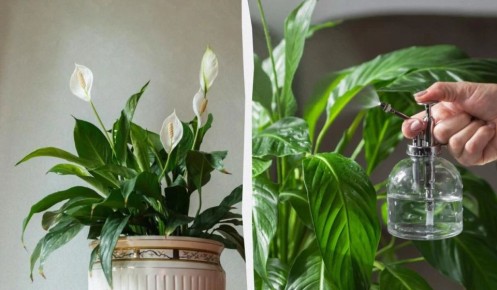 ��� ������� �������� ������� ������������ ������ ���� � ��������