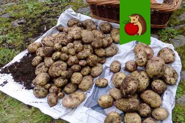 Мыть картофель перед хранением: стоит ли это делать?