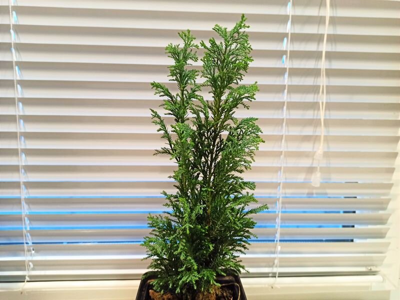 Недорогие хвойные растения для вашего сада: что выбрать в супермаркете