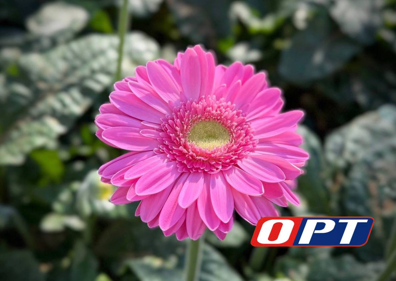 Оренбургские теплицы готовятся к 8 Марта! Оренбургские теплицы готовятся к 8 Марта!