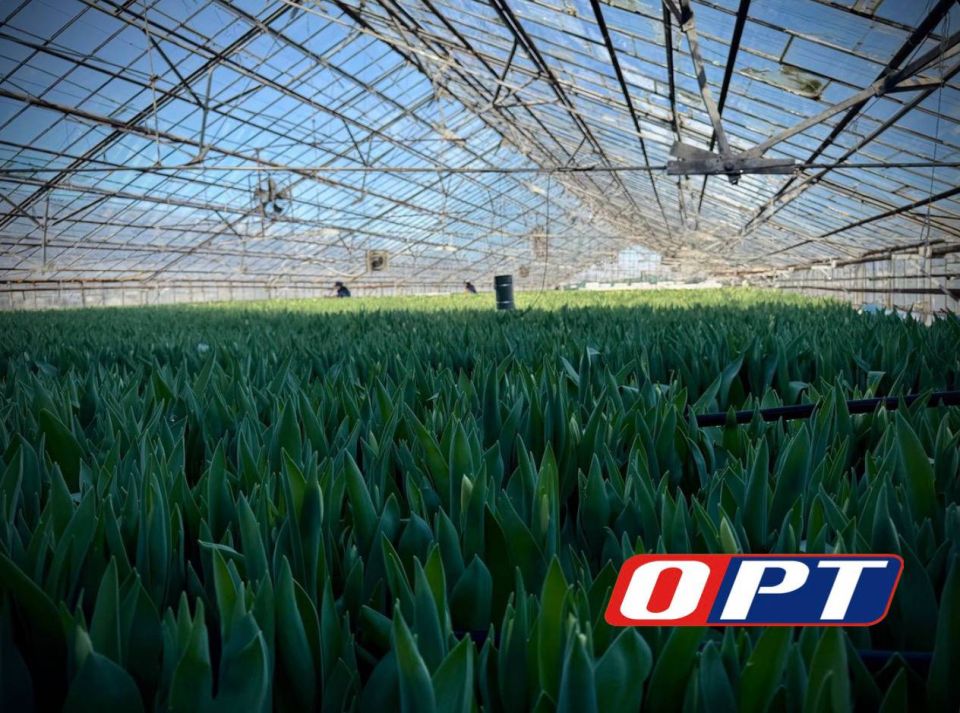 Оренбургские теплицы готовятся к 8 Марта!