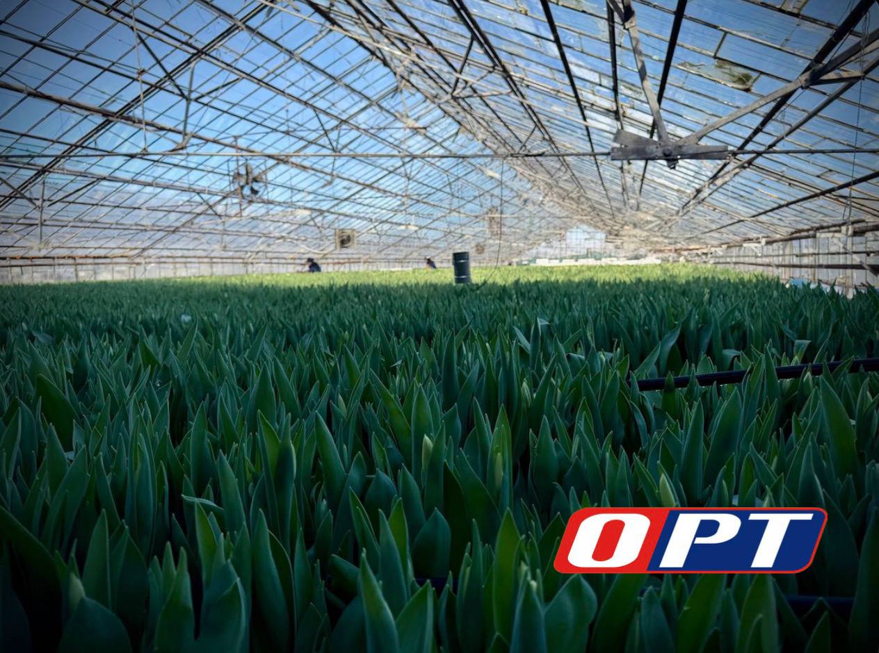 Оренбургские теплицы готовятся к 8 Марта!