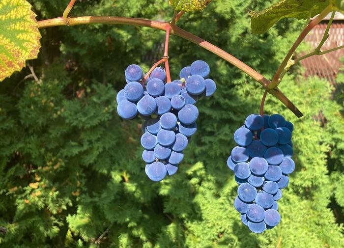 Как подготовить виноград к зиме: ключевые советы