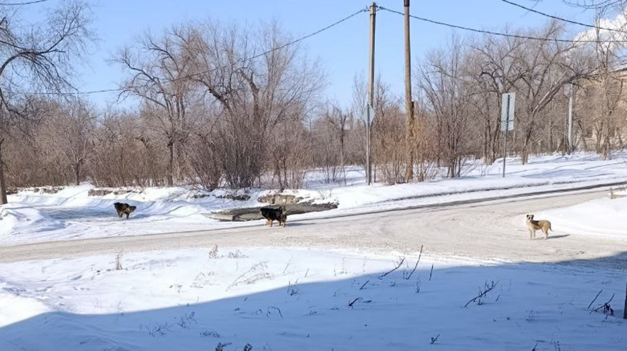 Очередная группа из пяти собак (да, на фото только три) оценивает перспективы территории в районе гостиницы Урал в Орске