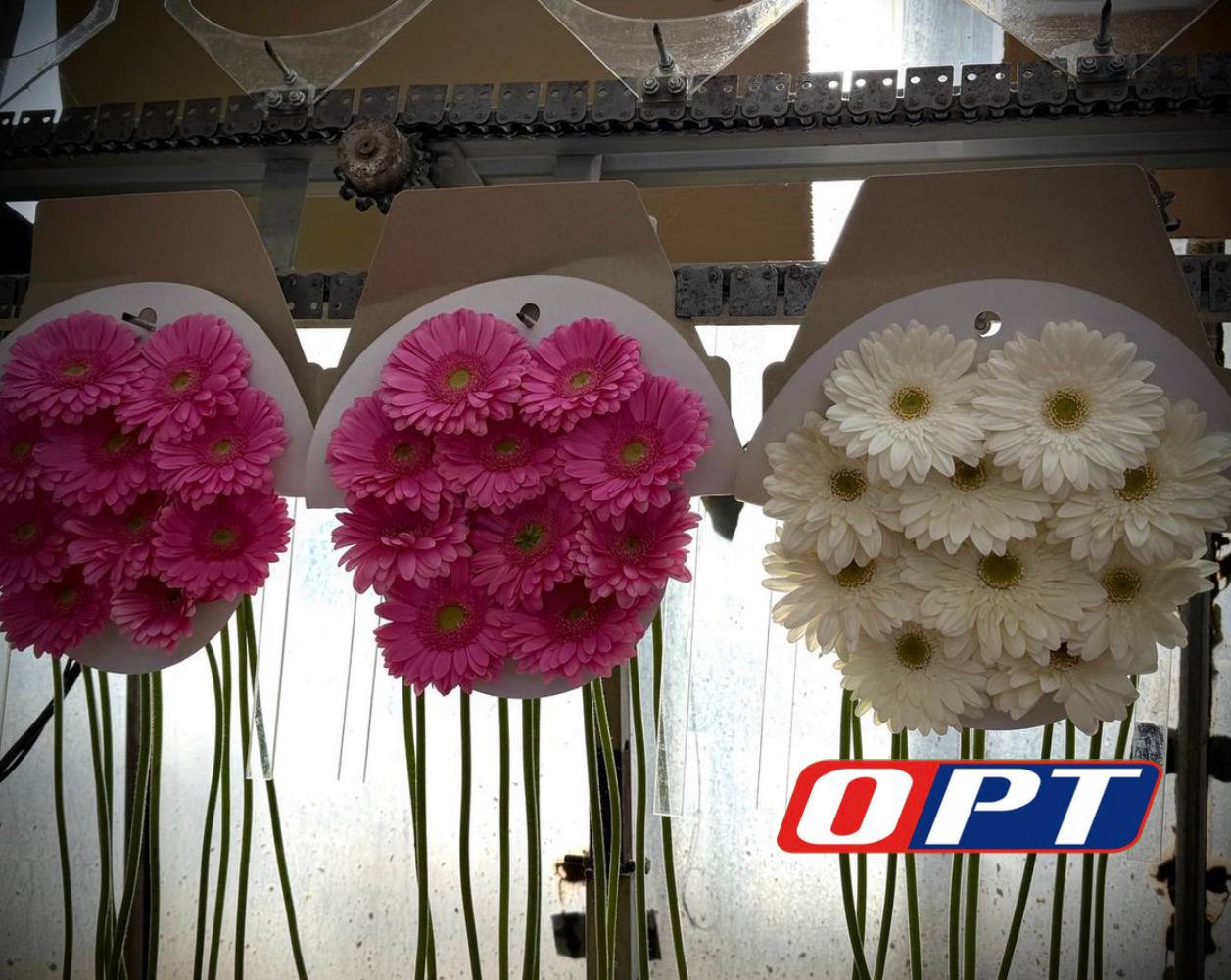 Оренбургские теплицы готовятся к 8 Марта! Оренбургские теплицы готовятся к 8 Марта!