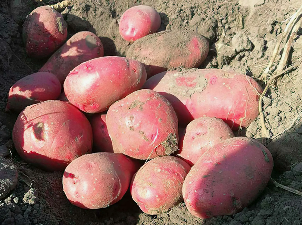 Секреты богатого урожая: как получить 4 тонны картошки с сотки