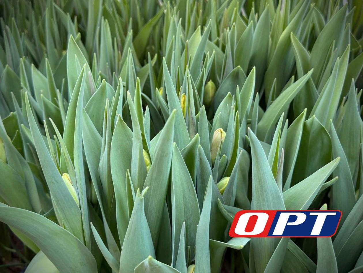 Оренбургские теплицы готовятся к 8 Марта! Оренбургские теплицы готовятся к 8 Марта!