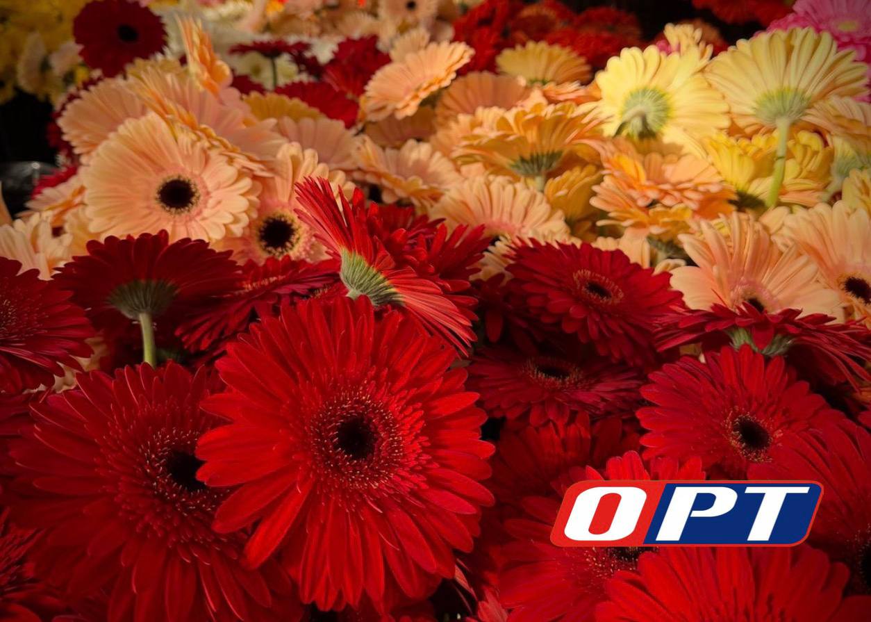 Оренбургские теплицы готовятся к 8 Марта! Оренбургские теплицы готовятся к 8 Марта!