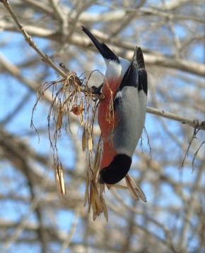 ������ ����!� ������� ������ �� 27 �������