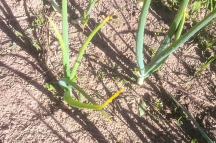 ��� ������ ��� �� ����������: ������ �� ������ � ������� �����