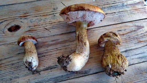 Как отличить желчный гриб от боровика: полезные советы для грибников