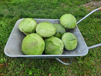 Защита капусты от бабочек без химических средств