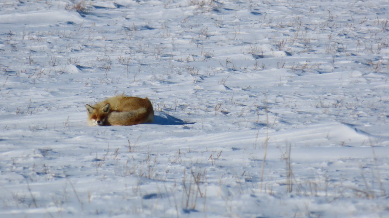 Солнечные дни в «Светлинском»: лисы дремлют, косули бегут по снегу Солнечные дни в «Светлинском»: лисы дремлют, косули бегут по снегу