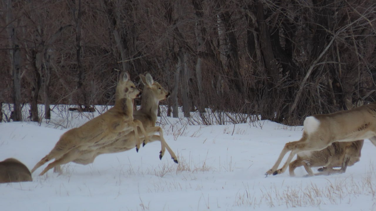 Солнечные дни в «Светлинском»: лисы дремлют, косули бегут по снегу Солнечные дни в «Светлинском»: лисы дремлют, косули бегут по снегу
