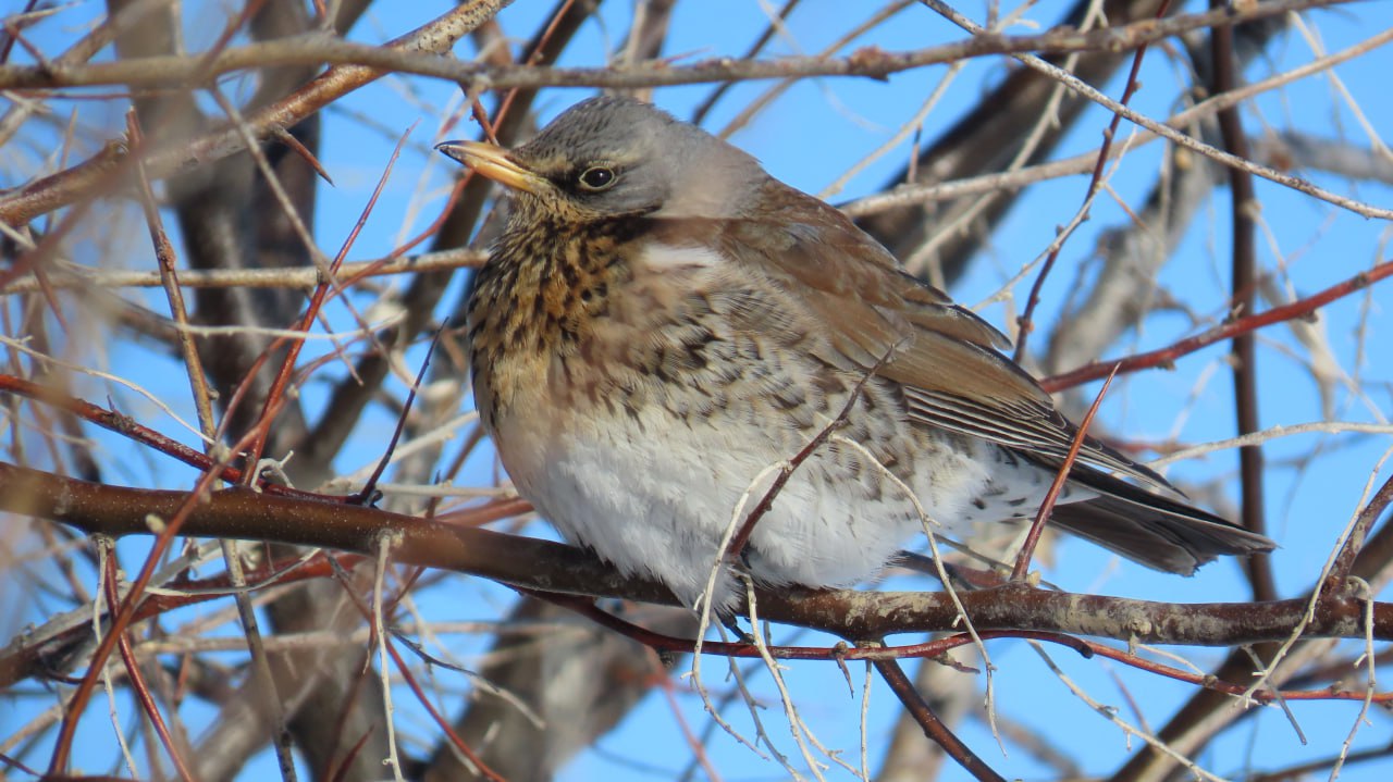 Солнечные дни в «Светлинском»: лисы дремлют, косули бегут по снегу Солнечные дни в «Светлинском»: лисы дремлют, косули бегут по снегу