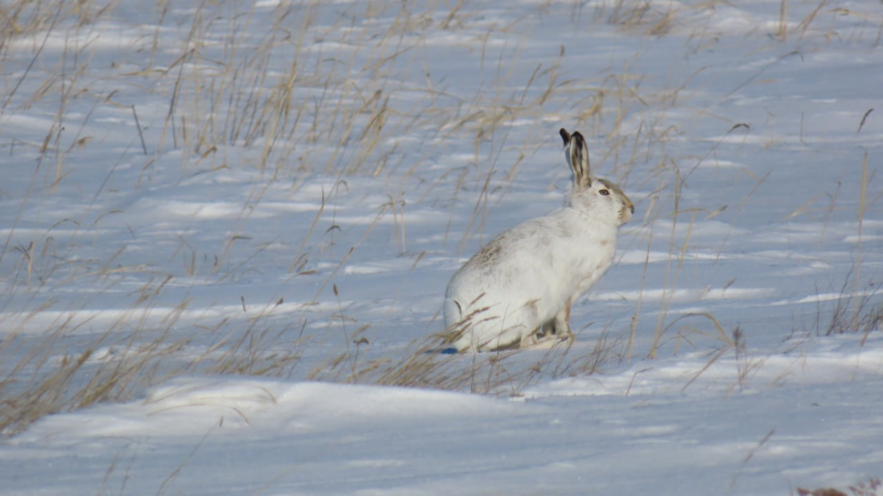 Солнечные дни в «Светлинском»: лисы дремлют, косули бегут по снегу