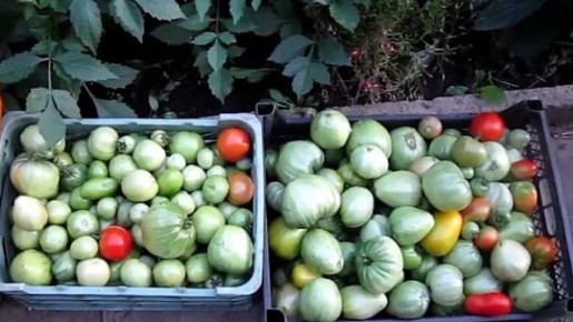 ��� ��������� ������� ������� ��������: ���� ��������� ���� ��� �������� ����������