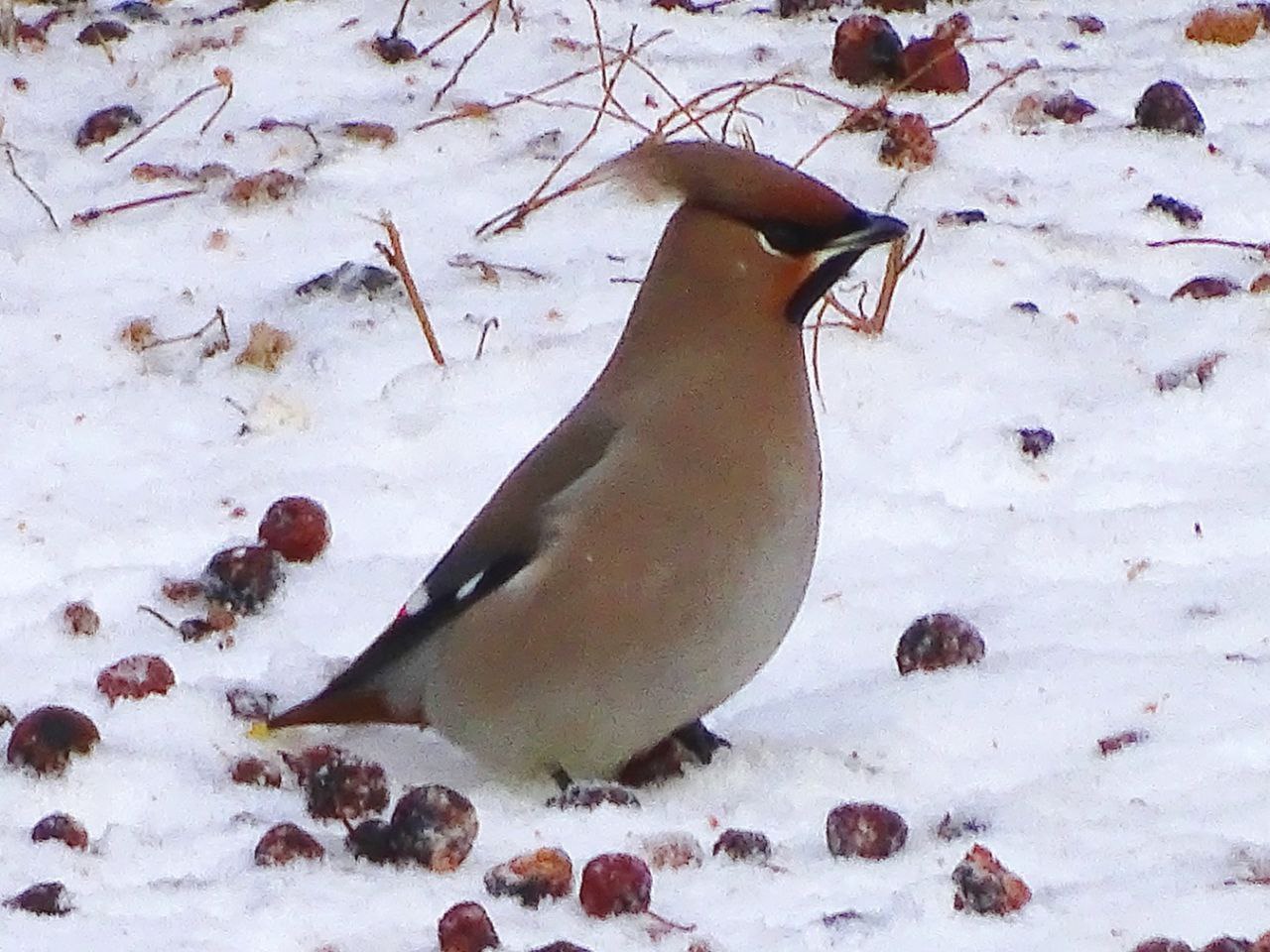 Снегопады и перепады температур ожидаются в Оренбуржье в первую неделю марта