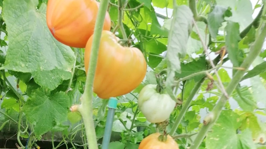 Секреты успешного выращивания старых сортов томатов: уроки на личном опыте