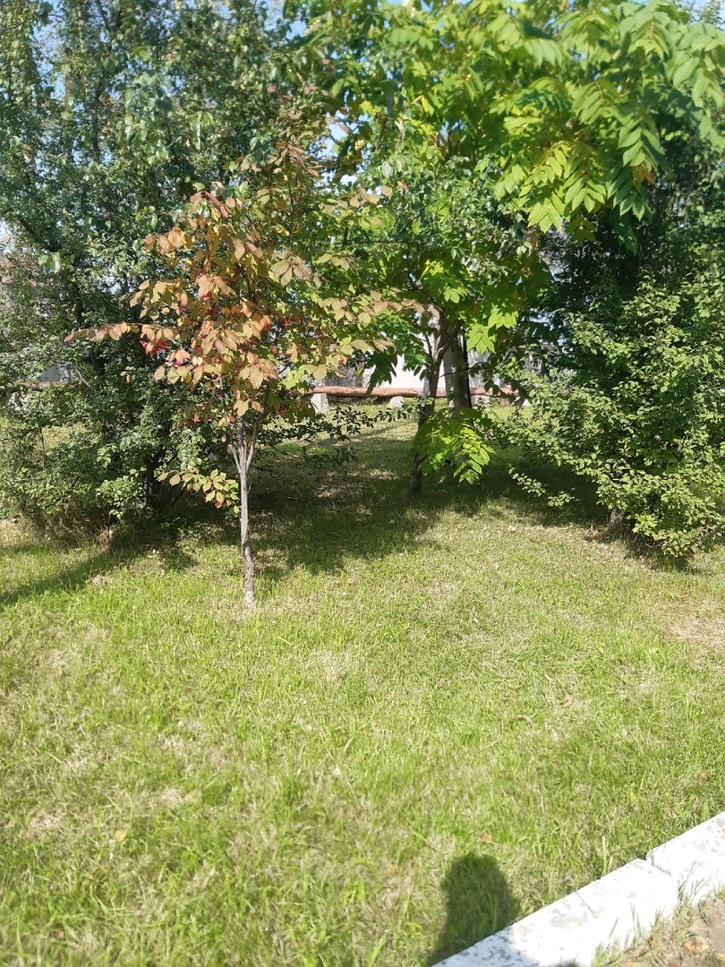 Полив деревьев осенью: как подготовить растения к зиме