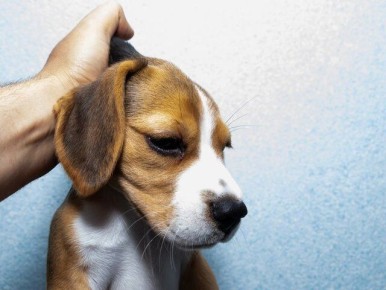 ������������� ������ ������������ ����������� �������� � �������� ����������