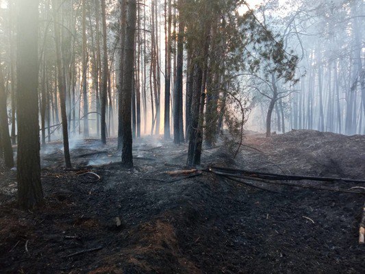 В Бузулукском бору установят «датчики гроз» и дрон для поиска пожаров В Бузулукском бору установят «датчики гроз» и дрон для поиска пожаров