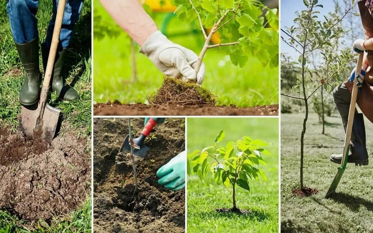 Корневин Бона Форте: как он меняет правила игры в мире стимуляторов корнеобразования