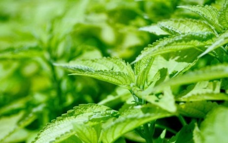 ������� ��� ������������� ���������