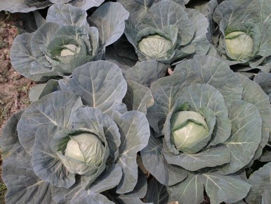 Как обеспечить капусте идеальные условия для роста: секреты дачников