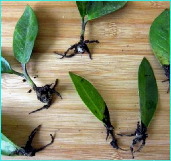 Как размножить замиокулькас: простые советы для каждого