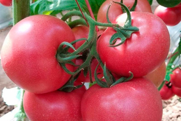 Томат Пинк Гарант: секреты успеха и особенности ухода