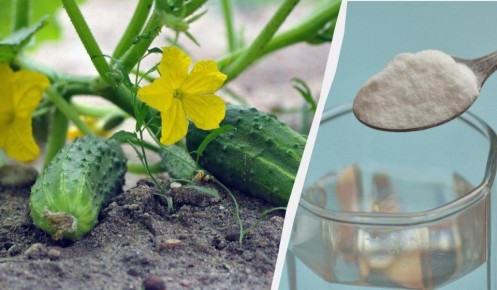 Как помочь огурцам расти: секреты успешной подкормки в июне