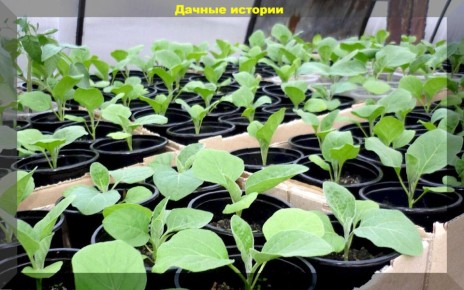 ��������� ��� ���������� ��������: ������� ��������� �����������