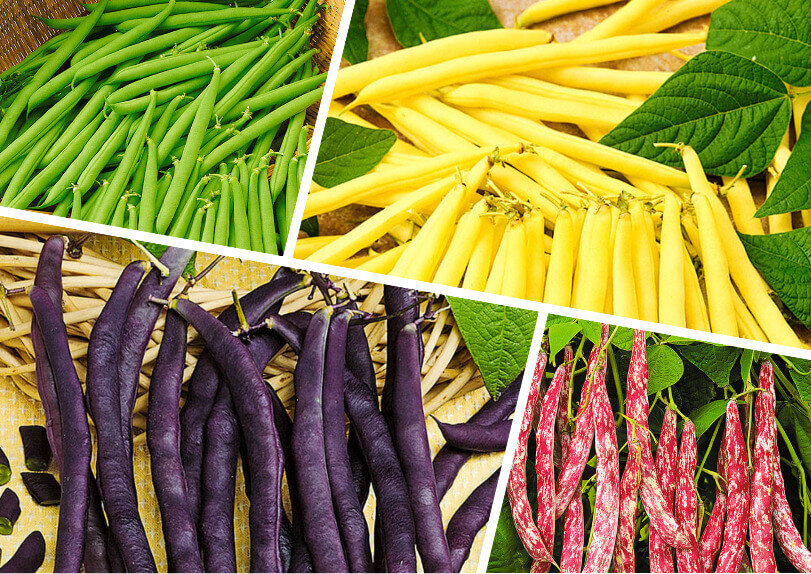 Как выбрать фасоль для идеального урожая: секреты успешных сортов