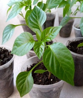 ��� �� ��������� ��� ��������� �����: ��� ������ ������������