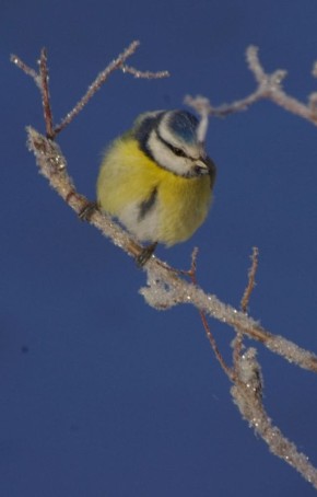 ������ ����!� ������� ������ �� 21 �����