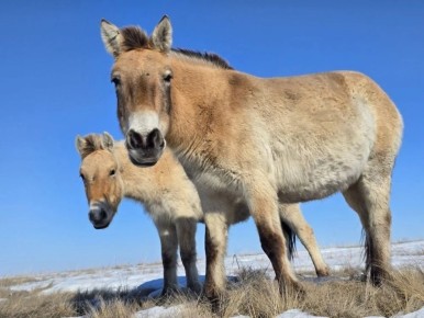 Зима в Оренбургской области позади — «проснулись» лошади Пржевальского, сообщили в «Центре Реинтродукции»