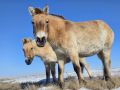 Зима в Оренбургской области позади — «проснулись» лошади Пржевальского, сообщили в «Центре Реинтродукции»