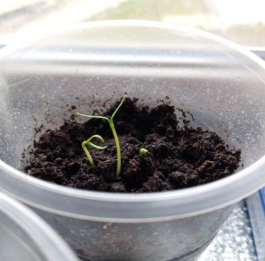 ���� ��� ��������: ��� ������� ��� �������� �������