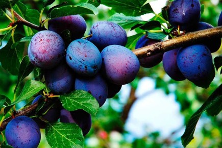 �������� ���: ������ �� ������ ����� � ���������� �������