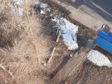 Жители Оренбурга просят убрать спиленный еще осенью тополь