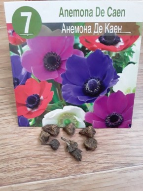 Как пробудить клубни анемоны корончатой: шаг за шагом к успеху