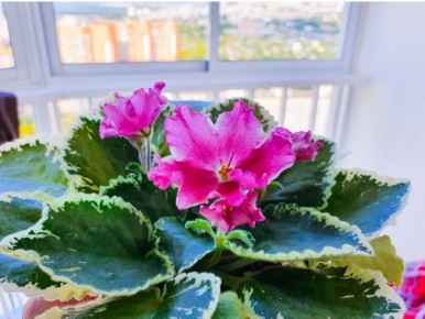 Как спасти фиалку: важные сигналы, указывающие на ее проблемы