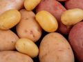 Секрет раннего урожая картошки: как подготовить клубни правильно