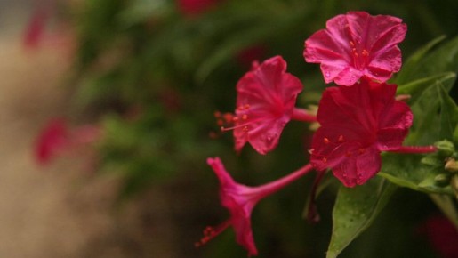 Как ухаживать за мирабилисом: советы для любителей растений