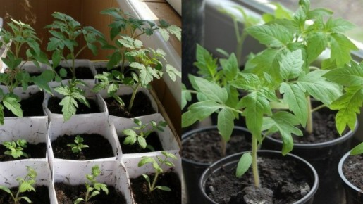 Как вырастить крепкую помидорную рассаду за 35 дней без искусственного света