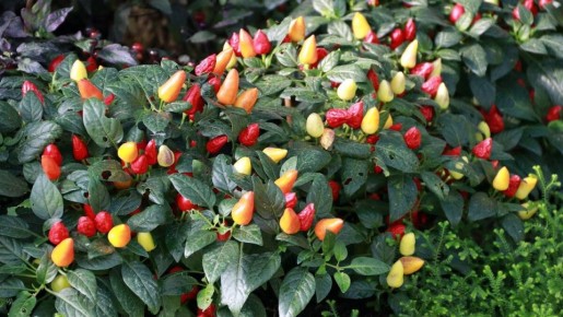 Секреты удачного соседства: какие травы подойдут к перцу