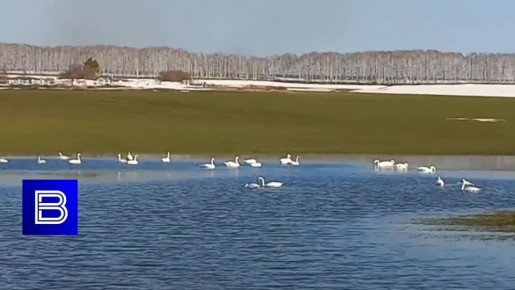 «Полюбуйтесь: огромная стая лебедей остановилась на отдых в 14 км от п.Тюльган! Причём на самом деле в этом месте нет водоёма - это талые воды на полях с озимыми»