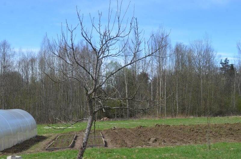 Как сохранить сливу: три важных момента осеннего ухода