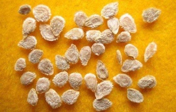 ��� �������� �������� ������: ������ ������� ������� ����� ���������